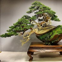 BONSAI1