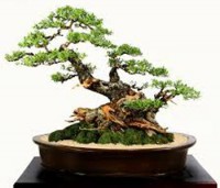 BONSAI2