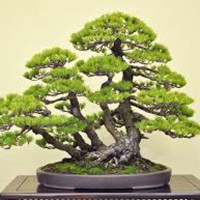 BONSAI3