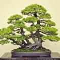 BONSAI3